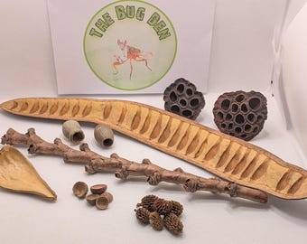 Natural enclosure decor. Lotus pods, acorn cups, casuarina heads, buriti stick, acacia bean pods. Jumping spider, mantis