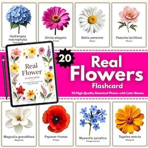 Flashcards met echte bloemen: 20 botanische foto's met Latijnse namen | Montessori afdrukbare educatieve kaarten | Digitale download van hoge kwaliteit