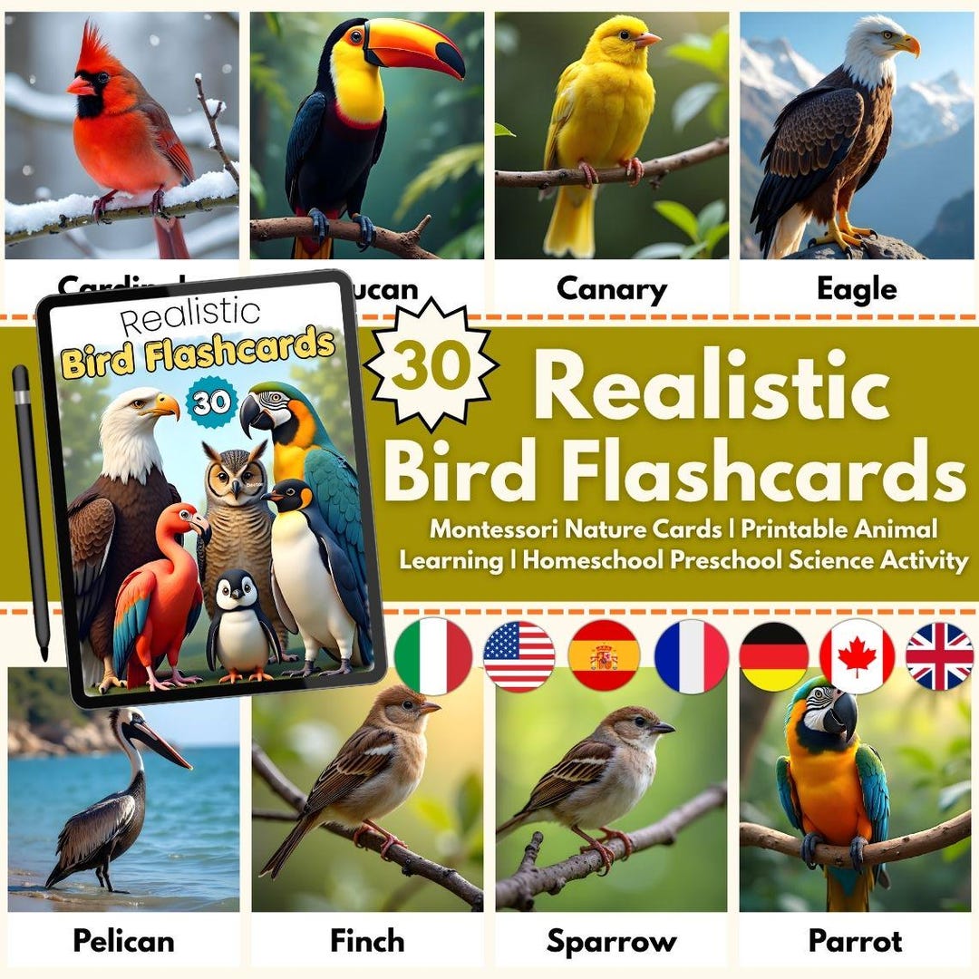 Realistic Bird Flashcards | Animal Learning Cards | Nature Study ...
