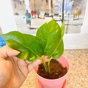 Pothos | Golden Pothos | Hawaiian Pothos | Variegated Plants | Cuttings | Propagations | Rooted Cuttings | Planted Cuttings | Prop Drops |