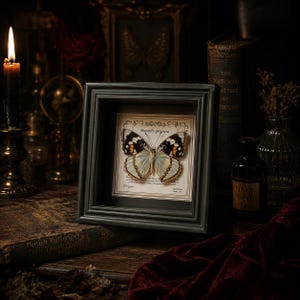 Witchy Butterfly Specimen Frame, Gothic Oddities Decor, Dark Curiosity Cabinet Gift, Black Shadow Box Wall Art