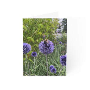 Cartes de correspondance | Abeille et fleurs violettes (1, 10 et 30 paquets) | Cartes de voeux vierges | Photographie | Fleurs | Nature