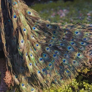 Romantic Renaissance Peacock Feather CAPE without hood in your choice of Lengths image 7