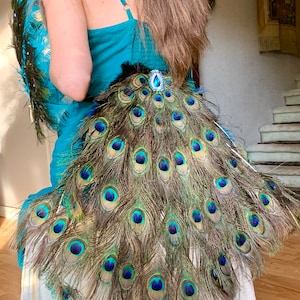 IN STOCK!  Peacock Feather Fan Tail AND Train Costume in Your Choice of Lengths!