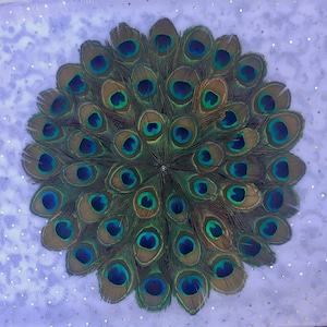 May include: A close-up of a peacock feather fan, with many green and blue feathers arranged in a circular pattern. The feathers have a iridescent sheen and are arranged in a circular pattern.