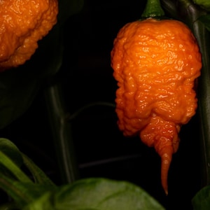 Peach Reaper Pepper Seeds 25-50 Seeds