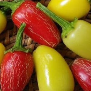 Jaloro Jalapeno-peperzaden 25-50 zaden