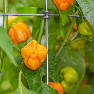 Semi di peperoncino Aji Mango 25-50 semi