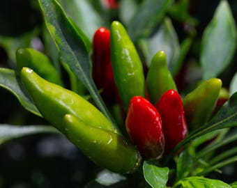 May include: Close-up of red and green chili peppers growing on a plant. The peppers are arranged in a cluster, with some of the red peppers pointing upwards and some of the green peppers pointing downwards.