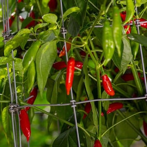 Semi di peperoncino Aji Pen 25-50 semi