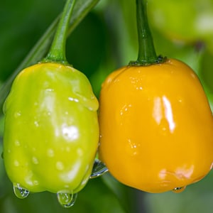 Semi di peperoncino Aji Jobito 25-50 semi