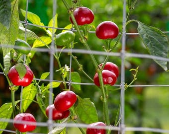 May include: A close-up of a red pepper plant growing on a trellis. The peppers are small and round, and they are growing in clusters. The plant is green and leafy, and it is growing in a garden.