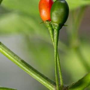 May include: A close-up of a green pepper plant with two peppers, one red and one green, growing on the stem.