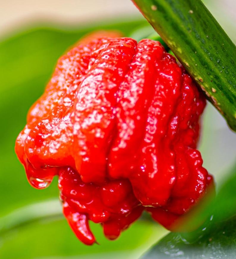 RARE 006 WHP Pepper Seeds 25-50 Seeds - Etsy