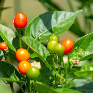 Aji Bird Pepper Seeds 25-50 Seeds