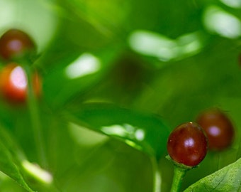 May include: Close-up of small, round, red peppers growing on a green plant. The peppers are shiny and have a smooth texture.