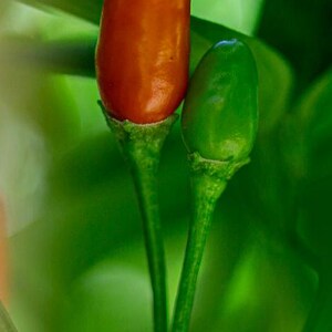 May include: A close-up of two small peppers on a green plant. One pepper is red and the other is green.
