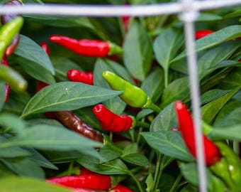 May include: A close-up of a green pepper plant with red and green peppers growing on it. The peppers are hanging from the branches of the plant, which is supported by a white trellis.
