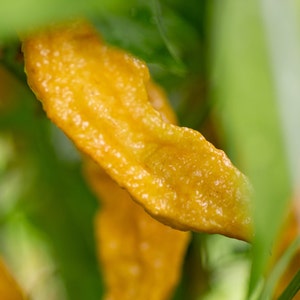 Bhut Jolokia Solid Gold Pepper Seeds 25-50 Seeds