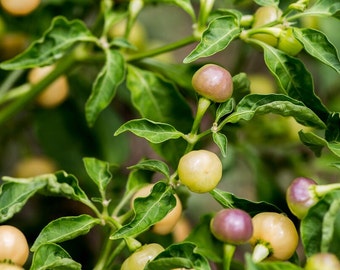 May include: Close-up of a pepper plant with small, round, light green and purple peppers growing on the branches. The plant has green leaves and is growing outdoors.