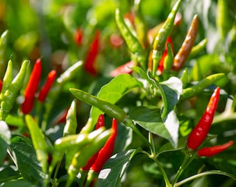 May include: Close-up of a vibrant green chili pepper plant with red and green chili peppers growing on it. The peppers are in various stages of ripeness, with some being fully red and others still green.