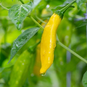 Semi di peperoncino Aji Lemon Drop 25-50 semi