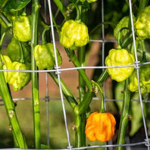 Jonah Yellow 7 Topf Paprika Samen 25-50 Samen