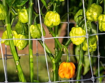 Purple Flash Ornamental Pepper Seeds - Etsy Canada