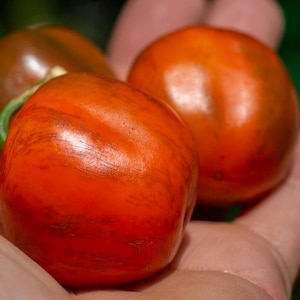 Mystery Rocoto Pepper Seeds 25-50 Seeds