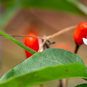 Puede incluir: Primer plano de una planta verde con pequeños pimientos rojos y una sola flor blanca. La flor tiene cinco pétalos y un centro amarillo.