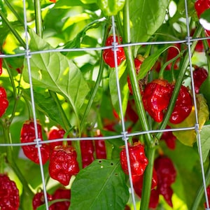 Może przedstawiać: Zbliżenie na roślinę papryki z wieloma czerwonymi i pomarańczowymi paprykami rosnącymi na niej. Roślina rośnie na kratce z siatką drucianą.