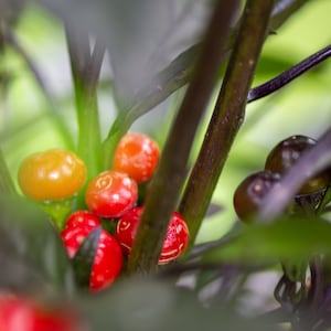 Black Pearl Pepper Seeds 25-50 Seeds