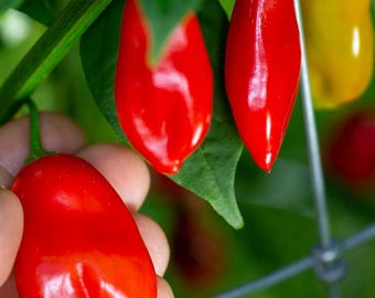 Purple Flower Baccatum Red Pepper Seeds 25-50 Seeds