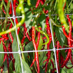 May include: A close-up of a red chili pepper plant growing on a trellis. The peppers are long and thin, and they are hanging down from the branches. The plant is surrounded by green leaves.