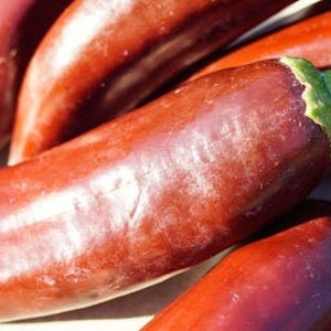 Brown Jalapeno Pepper Seeds 25-50 Seeds