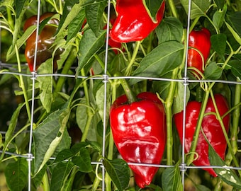 Poblano/Ancho Pepper Seeds 25-50 Seeds