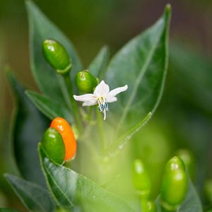 Semillas de pimiento Congo de Nicaragua 25-50 semillas