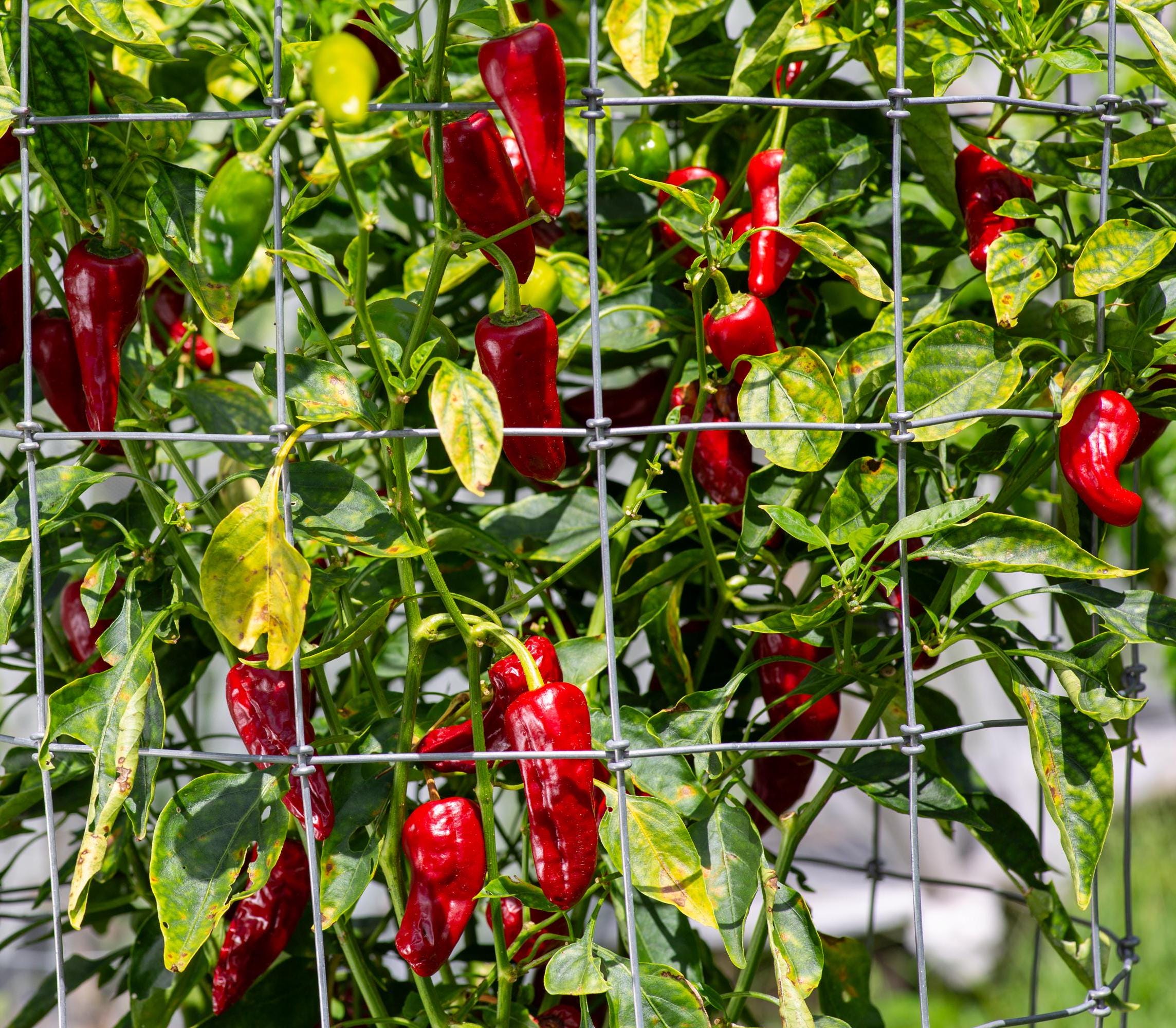 Haskorea Pepper A Rare Syrian Variety Sustainably Grown In Australia 10 Seeds - Foto 6