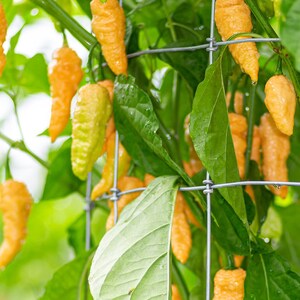 Bhut Jolokia Peach Pepper Seeds 25-50 Seeds