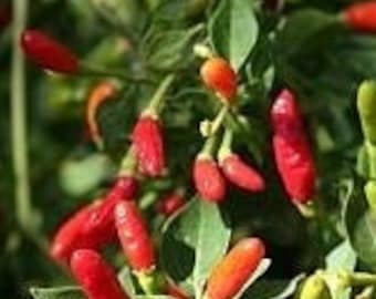 May include: Close-up of a cluster of small, bright red chili peppers growing on a green plant. The peppers are about 1 inch long and have a pointed shape.