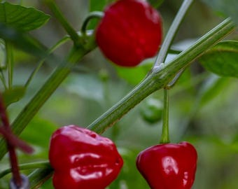 May include: Close-up of three red chili peppers growing on a green plant. The peppers are heart-shaped and have a glossy finish.