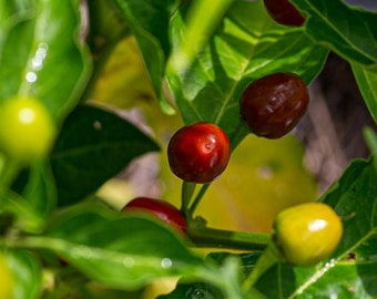 May include: Close-up of a green pepper plant with red and yellow peppers growing on it. The peppers are small and round, and the plant is lush and green.