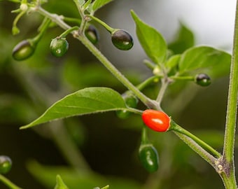 Guatemalan Chiletepin Seeds 25-50 Seeds