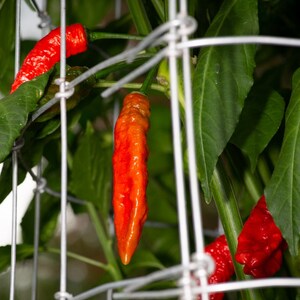 Puede incluir: Pimientos rojos creciendo en una vid, sostenidos por una celosía de malla de alambre blanco. Los pimientos son de color rojo brillante y tienen un acabado brillante.