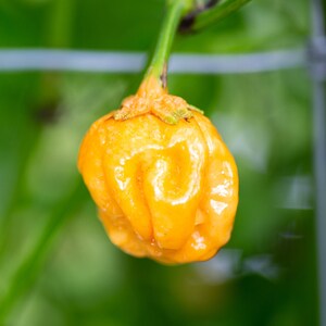 Może przedstawiać: Jaskrawożółty papryka habanero wiszący na zielonej łodydze. Papryka ma pomarszczoną, nierówną fakturę i jest dojrzała.