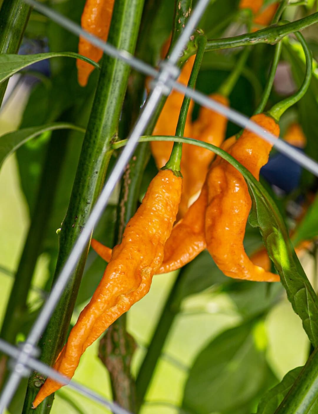 Pepper Ribbons Orange Ribbon Pepper Seeds 25-50 Seeds - Etsy