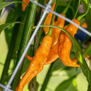 Orange Ribbon Pepper Seeds 25-50 Seeds