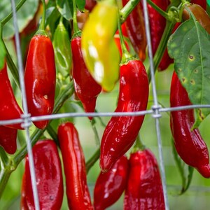 Puede incluir: Primer plano de chiles rojos colgando de un enrejado. Los chiles son largos y delgados, con un acabado brillante. Están creciendo en un jardín.