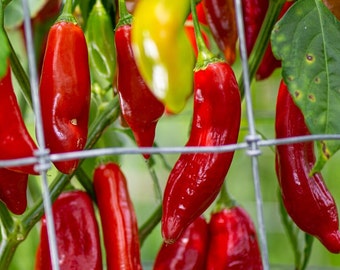 May include: A close-up of red chili peppers hanging on a trellis. The peppers are long and slender, with a glossy finish. They are growing in a garden setting.