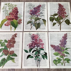 Floral themed dictionary prints wall decor 6 Lilac prints